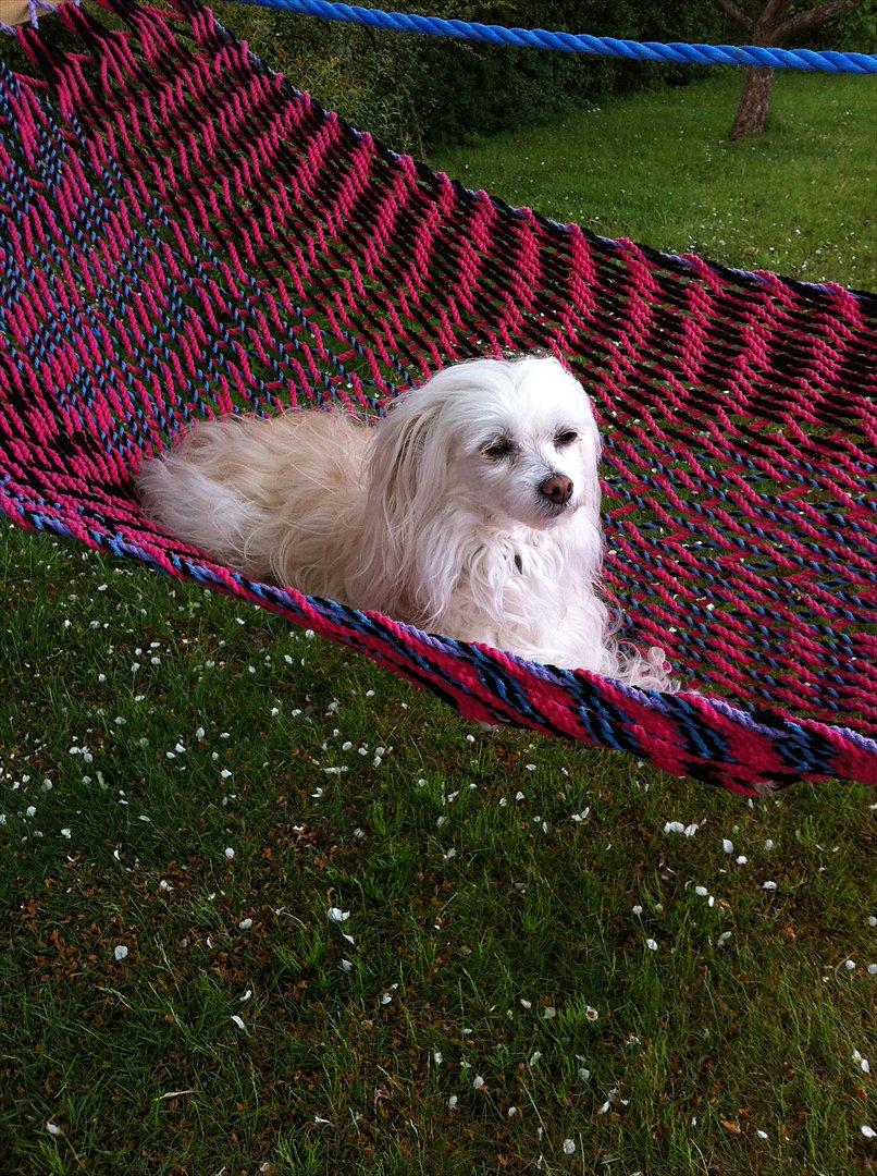 Chinese crested powder puff Genji billede 7