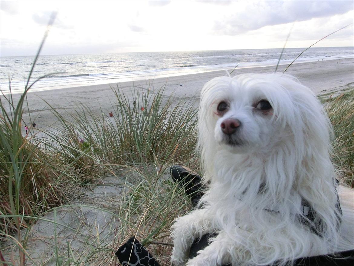 Chinese crested powder puff Genji billede 2