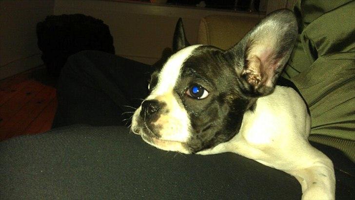 Fransk bulldog chowder billede 1