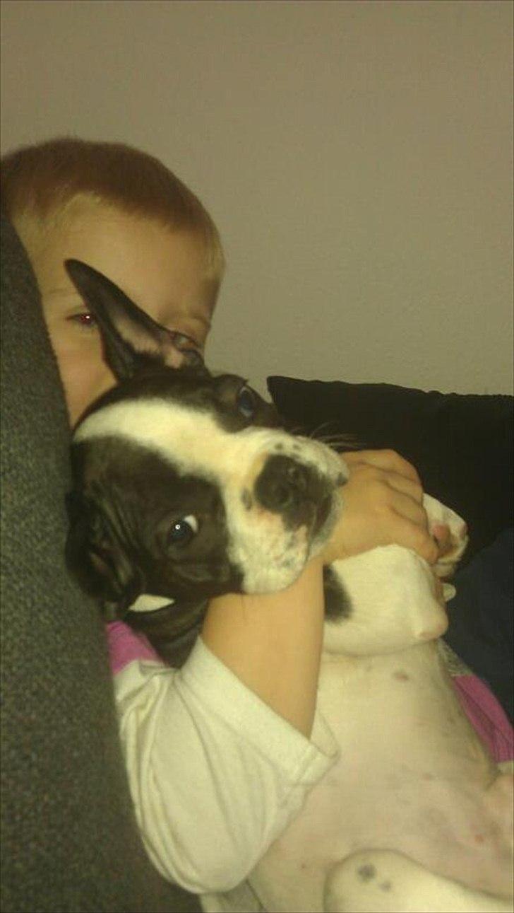 Fransk bulldog chowder billede 2