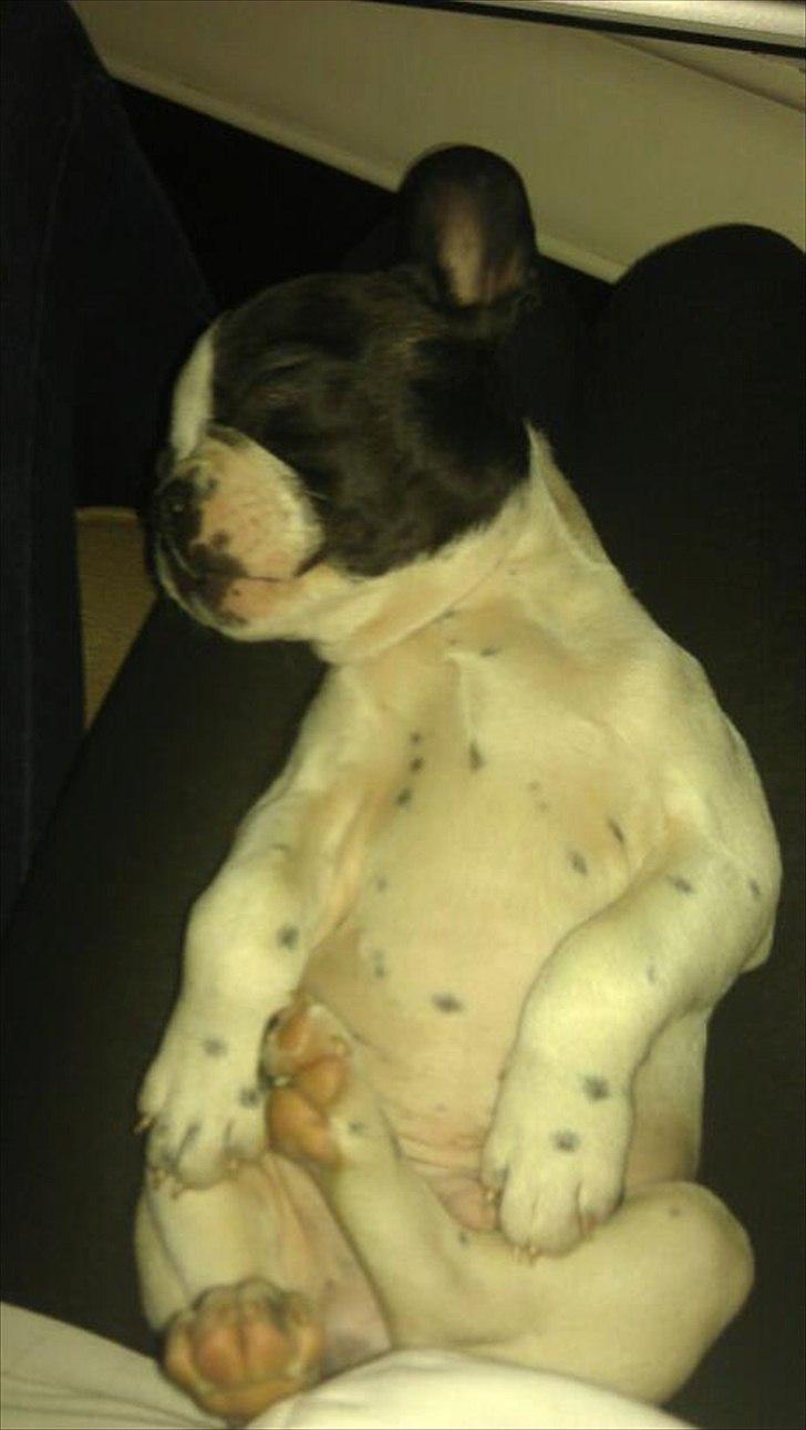 Fransk bulldog chowder billede 3