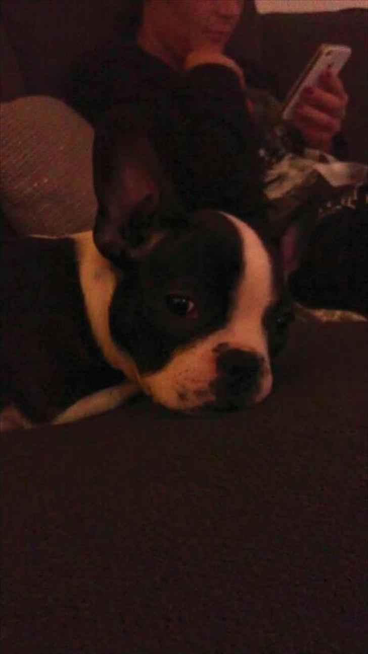 Fransk bulldog chowder billede 4