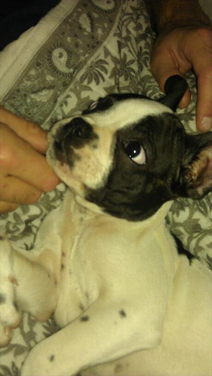 Fransk bulldog chowder billede 5