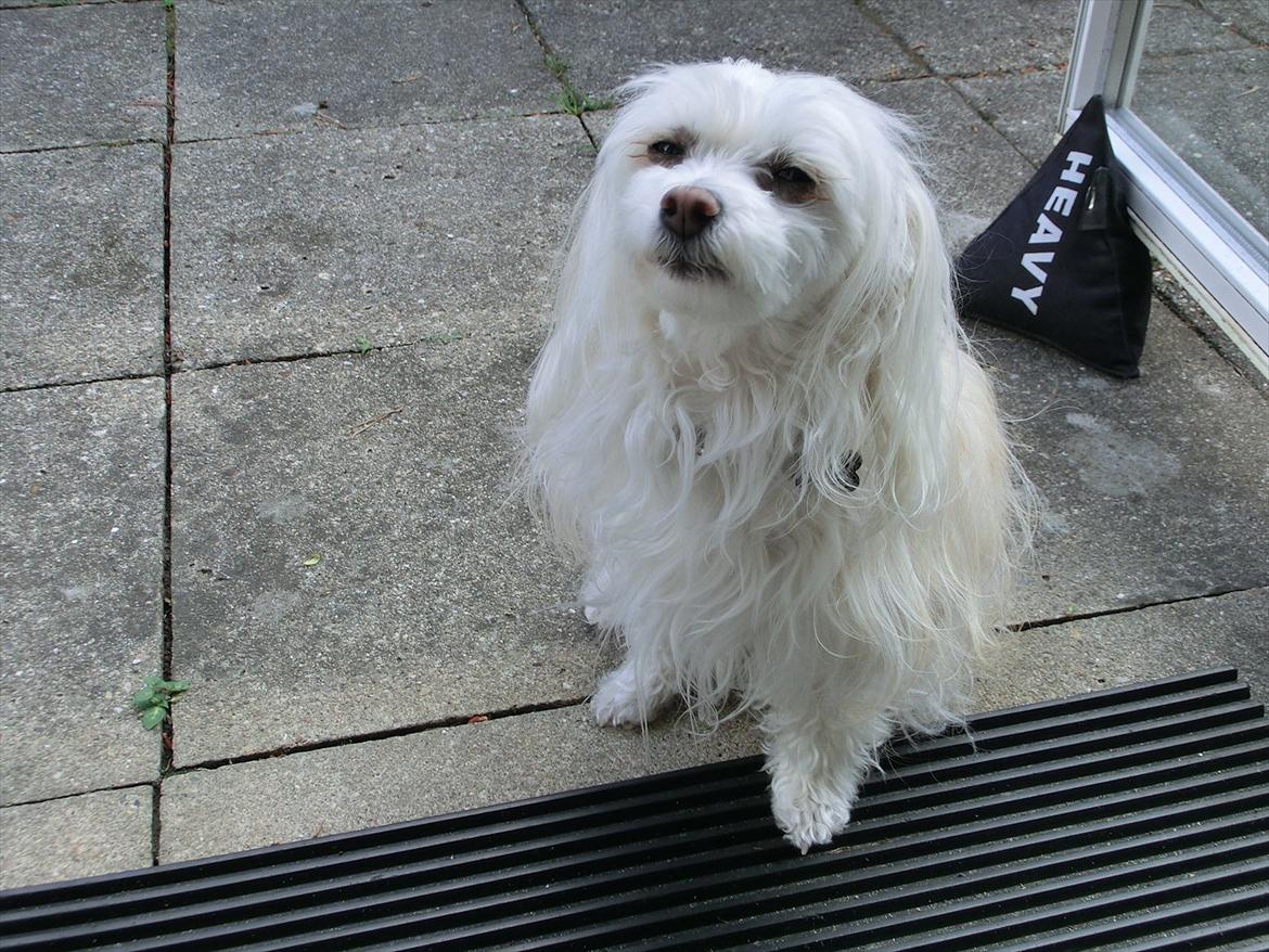 Chinese crested powder puff Genji billede 8