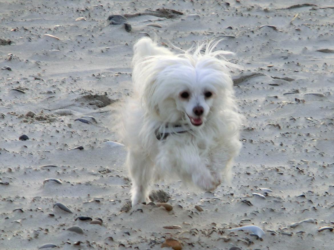 Chinese crested powder puff Genji billede 9