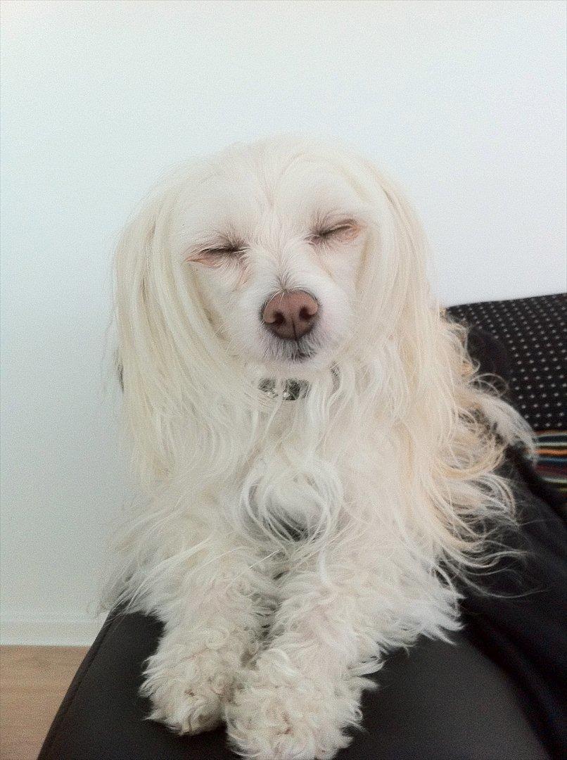 Chinese crested powder puff Genji billede 1