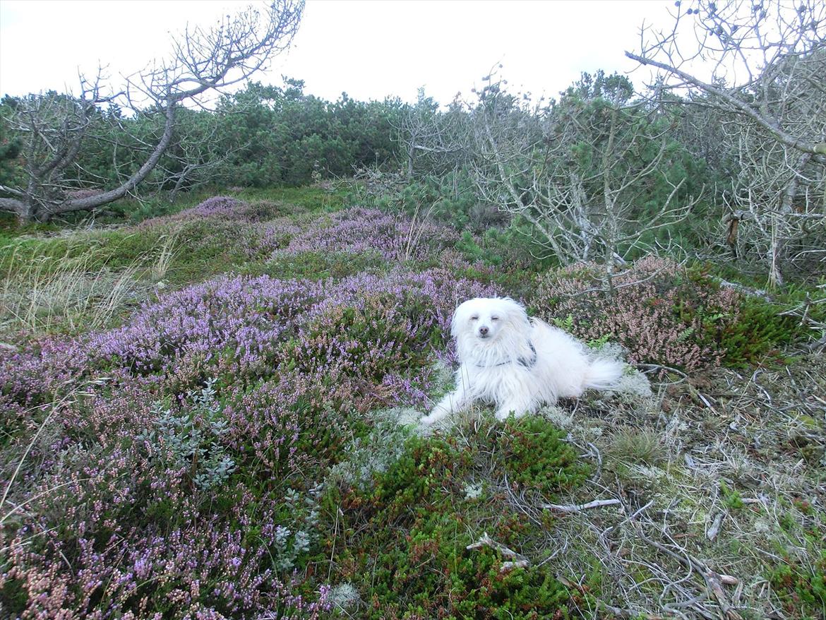 Chinese crested powder puff Genji billede 10
