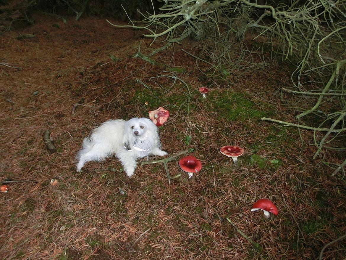 Chinese crested powder puff Genji billede 11