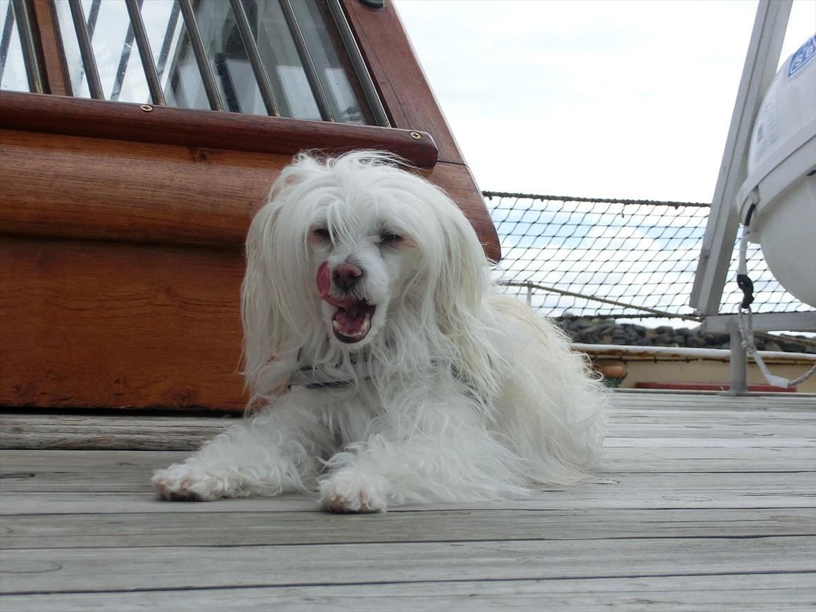 Chinese crested powder puff Genji billede 12