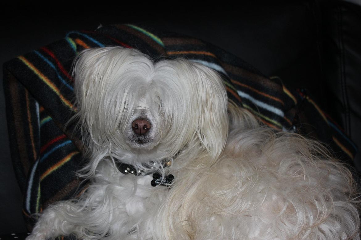 Chinese crested powder puff Genji billede 13