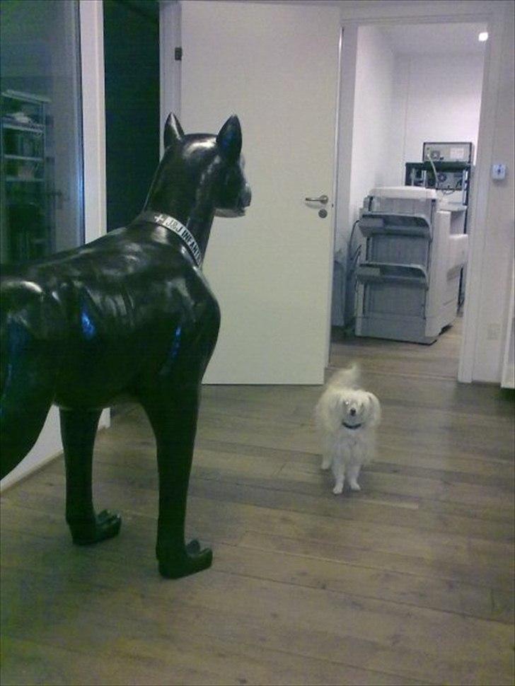 Chinese crested powder puff Genji billede 14