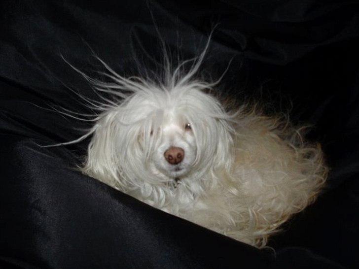 Chinese crested powder puff Genji billede 15
