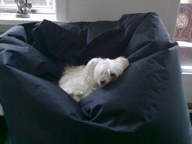 Chinese crested powder puff Genji billede 16