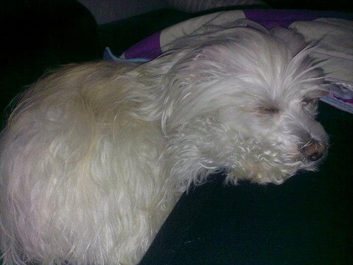 Chinese crested powder puff Genji billede 17