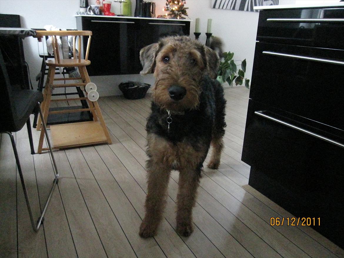 Airedale terrier Tessdale`s Magnificent prince (Ozzi) - Ozzi 6 mdr. billede 18