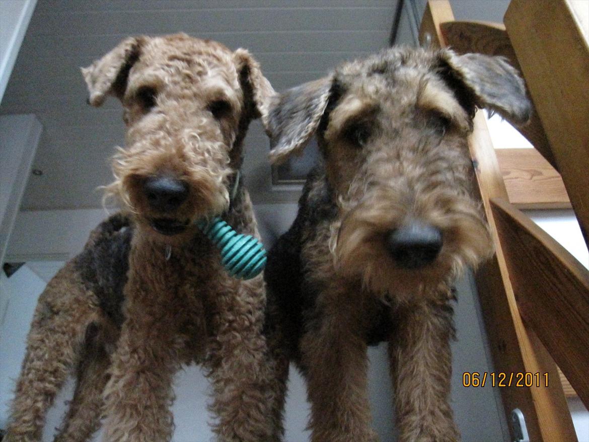 Airedale terrier Spicaway unbraced (Argo) - Det er Argo med det grønne gummiben. Argo er 3 år. billede 18