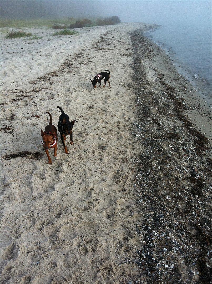 Dvaergpinscher Zille - alle 3 hunde på stranden billede 15