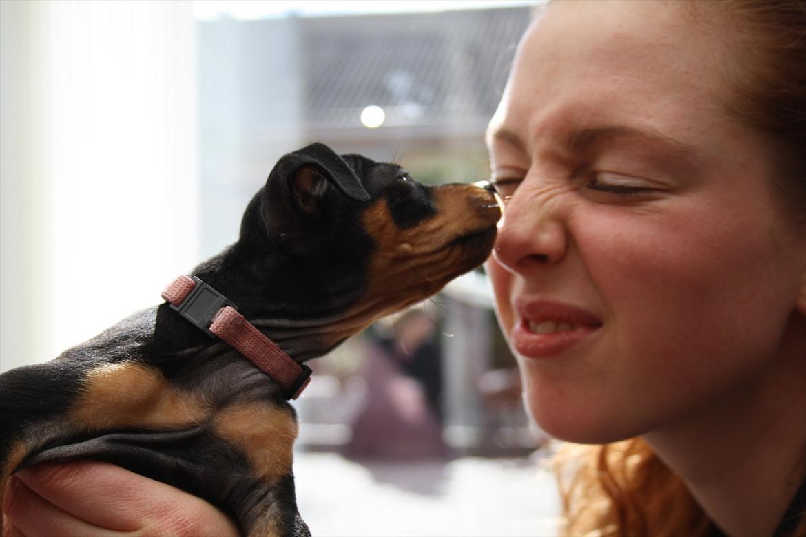 Dvaergpinscher Zille - Gizmo kysser min datter billede 16