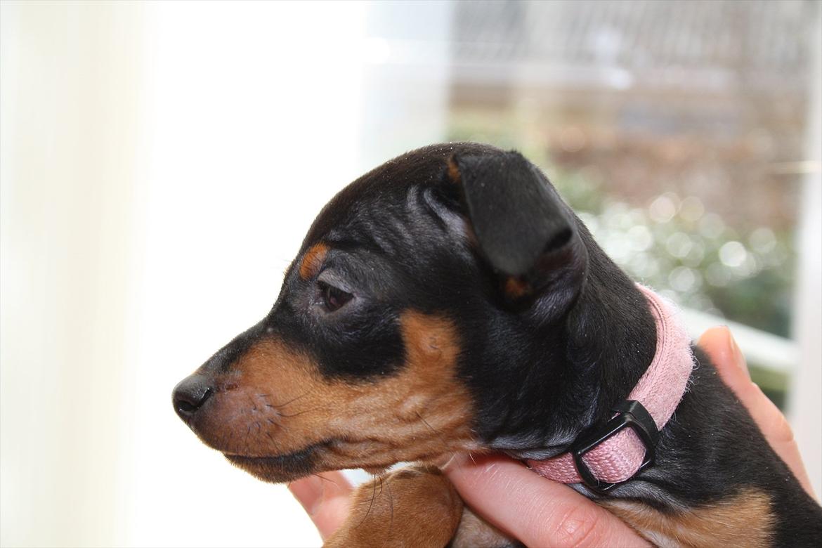 Dvaergpinscher Zille - Lille Bella billede 17