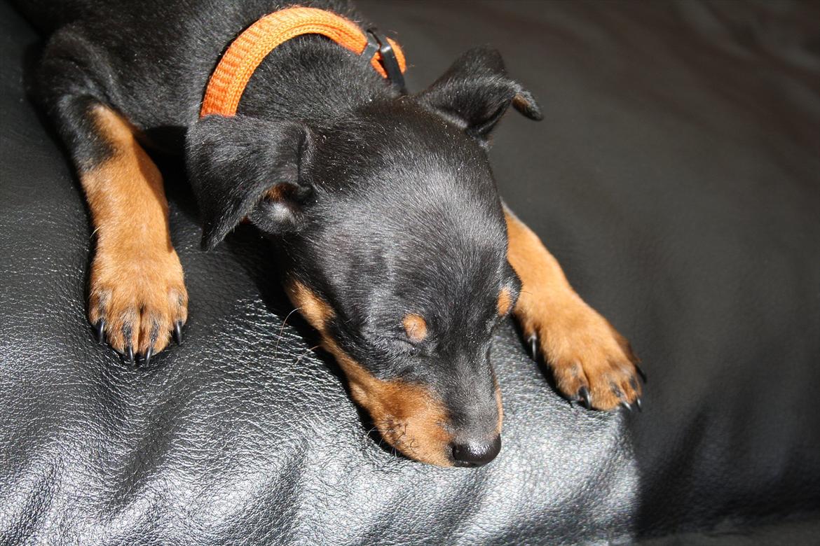 Dvaergpinscher Zille - Gizmo tager en lur i solen billede 18