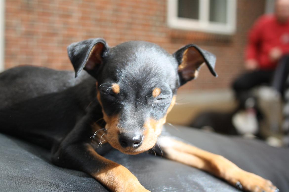Dvaergpinscher Zille - Hej hej billede 19