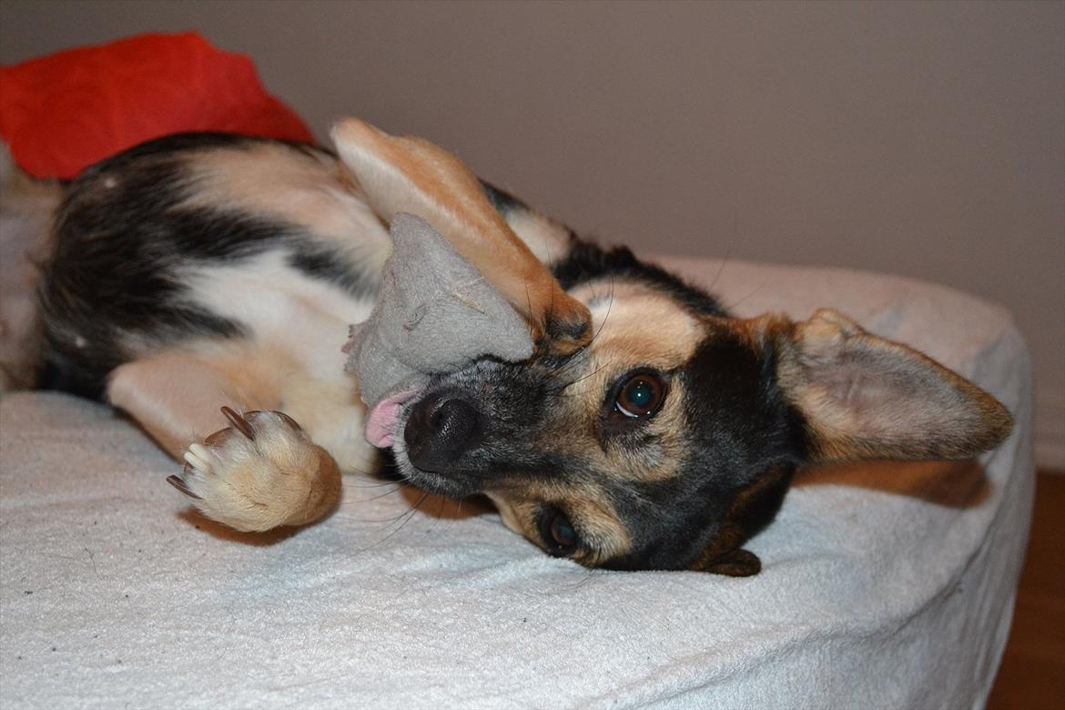 Blanding af racer Lea - Lea elsker hendes lille elefant ;) billede 2