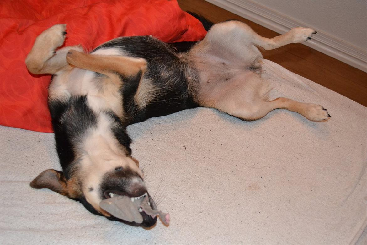 Blanding af racer Lea billede 3