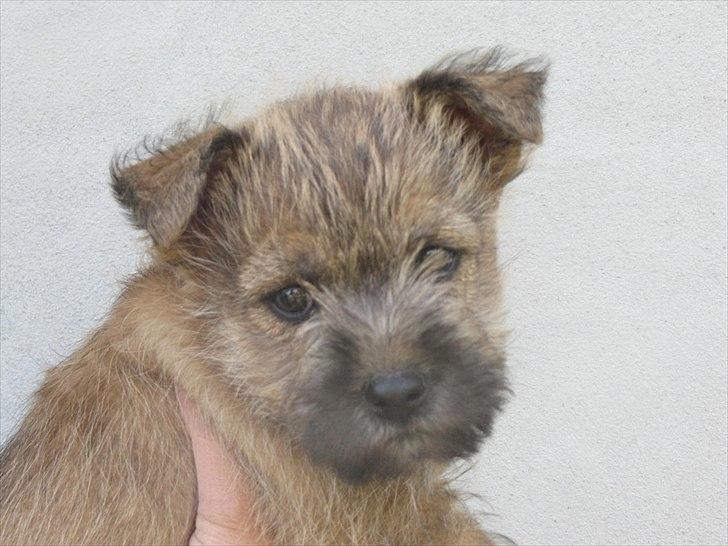 Cairn terrier William billede 8