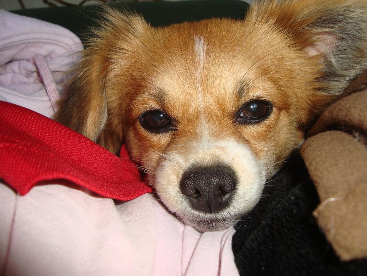 Blanding af racer rosa billede 1