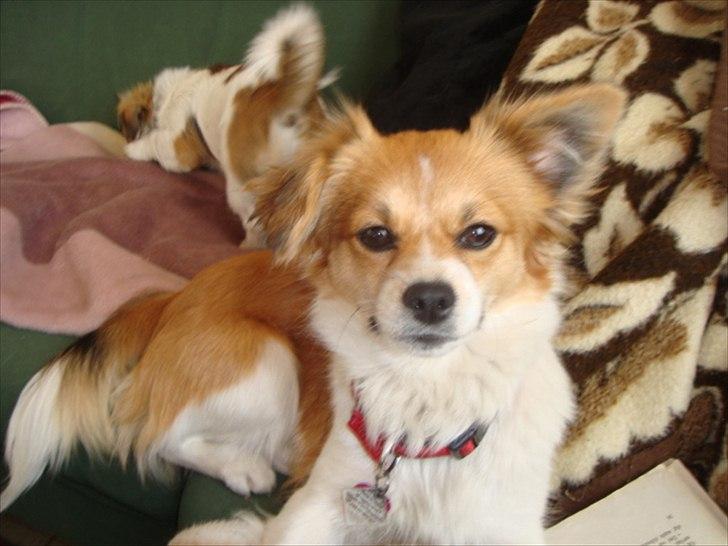 Blanding af racer rosa billede 2