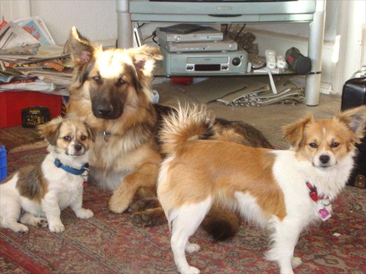 Blanding af racer rosa billede 3