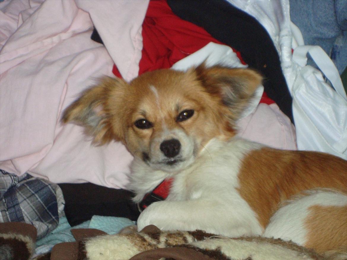 Blanding af racer rosa billede 4