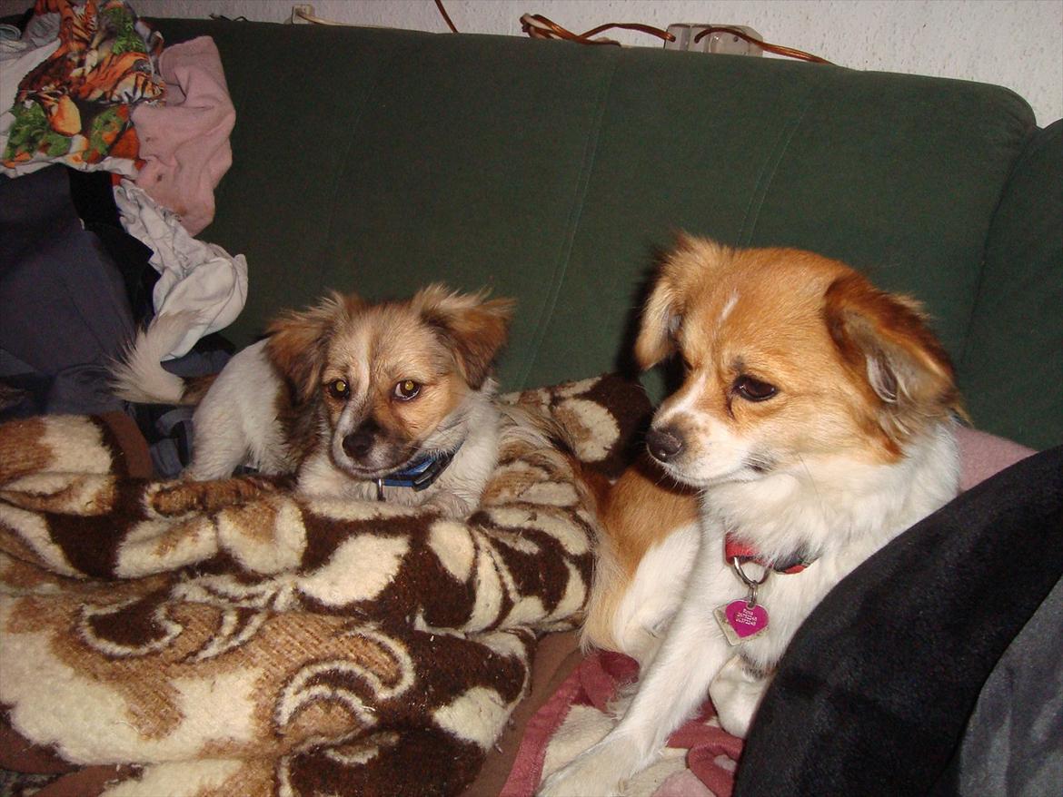 Blanding af racer rosa billede 5