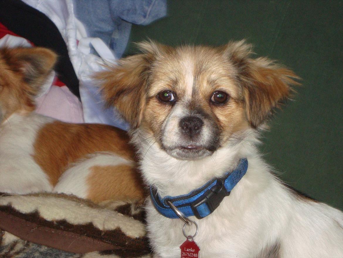 Blanding af racer Lærke billede 1