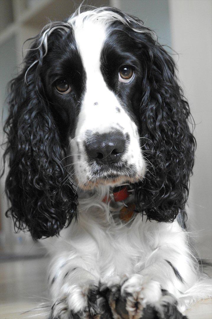 Cocker spaniel Lady billede 3
