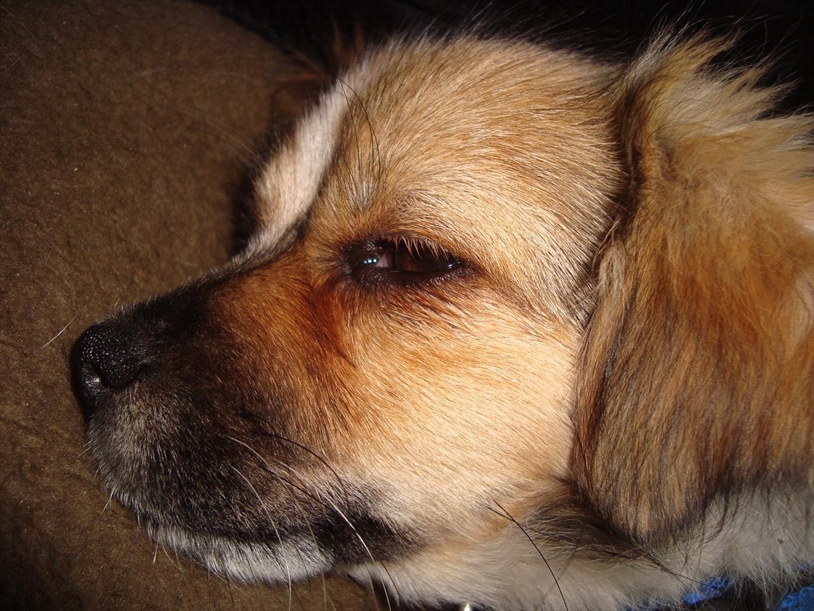 Blanding af racer Lærke billede 2