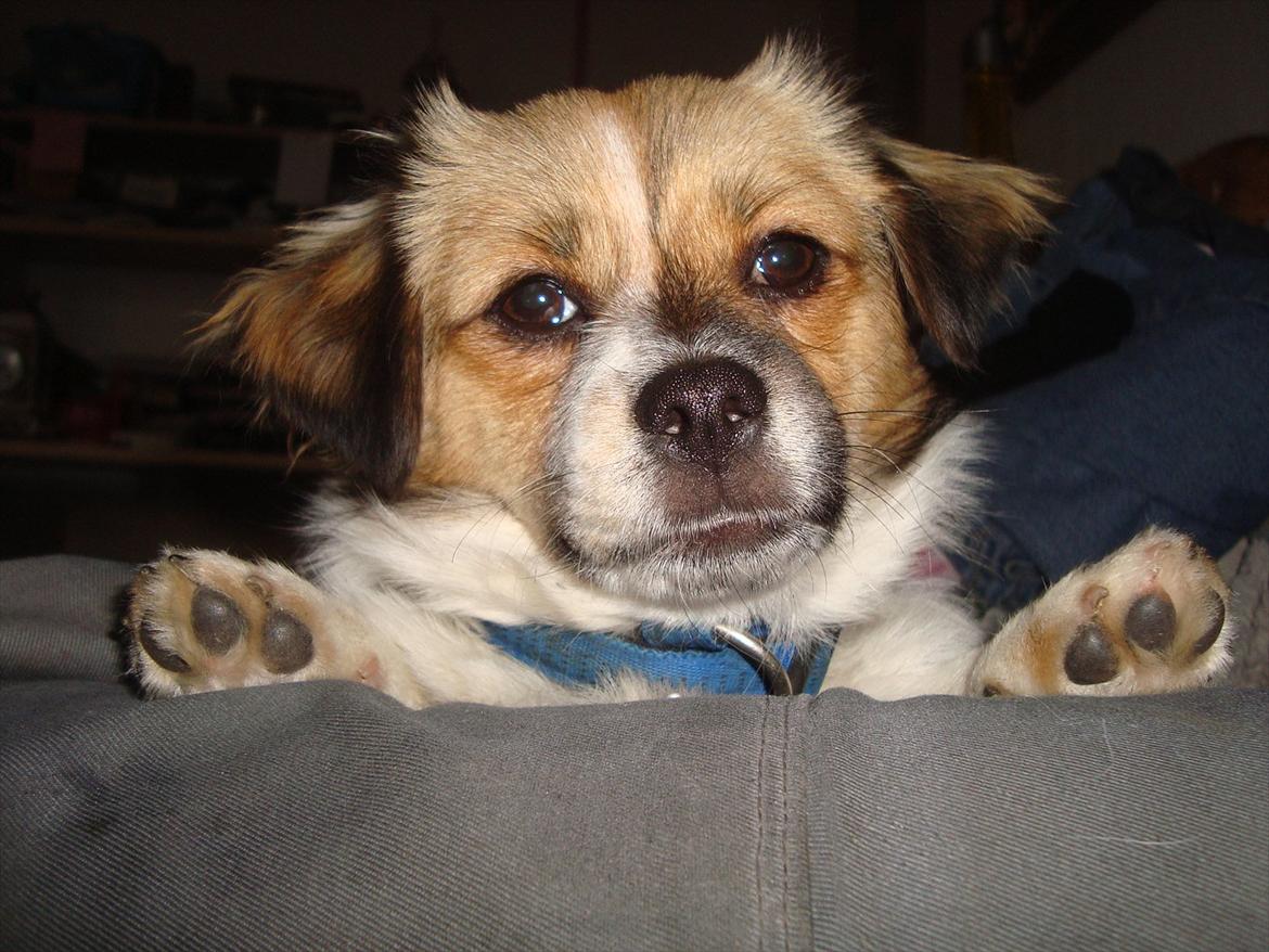 Blanding af racer Lærke billede 3