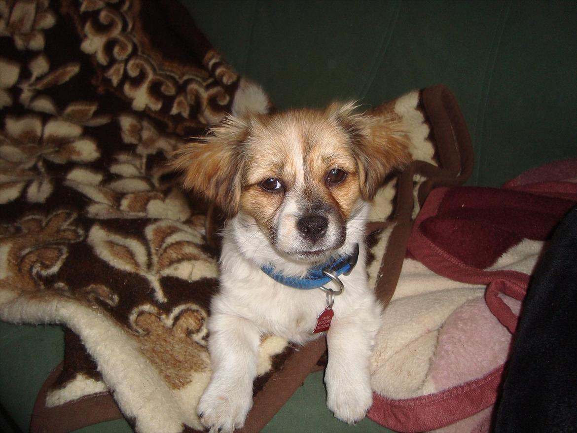 Blanding af racer Lærke billede 4