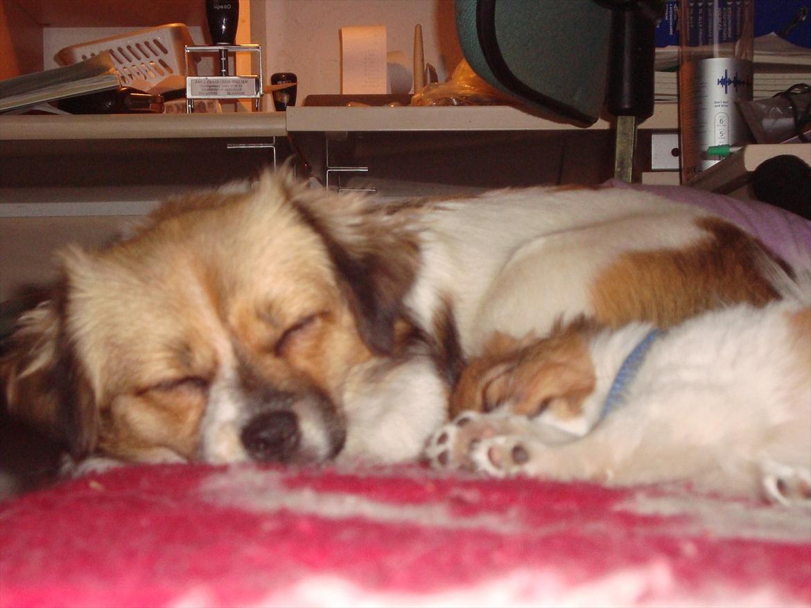 Blanding af racer Lærke billede 5