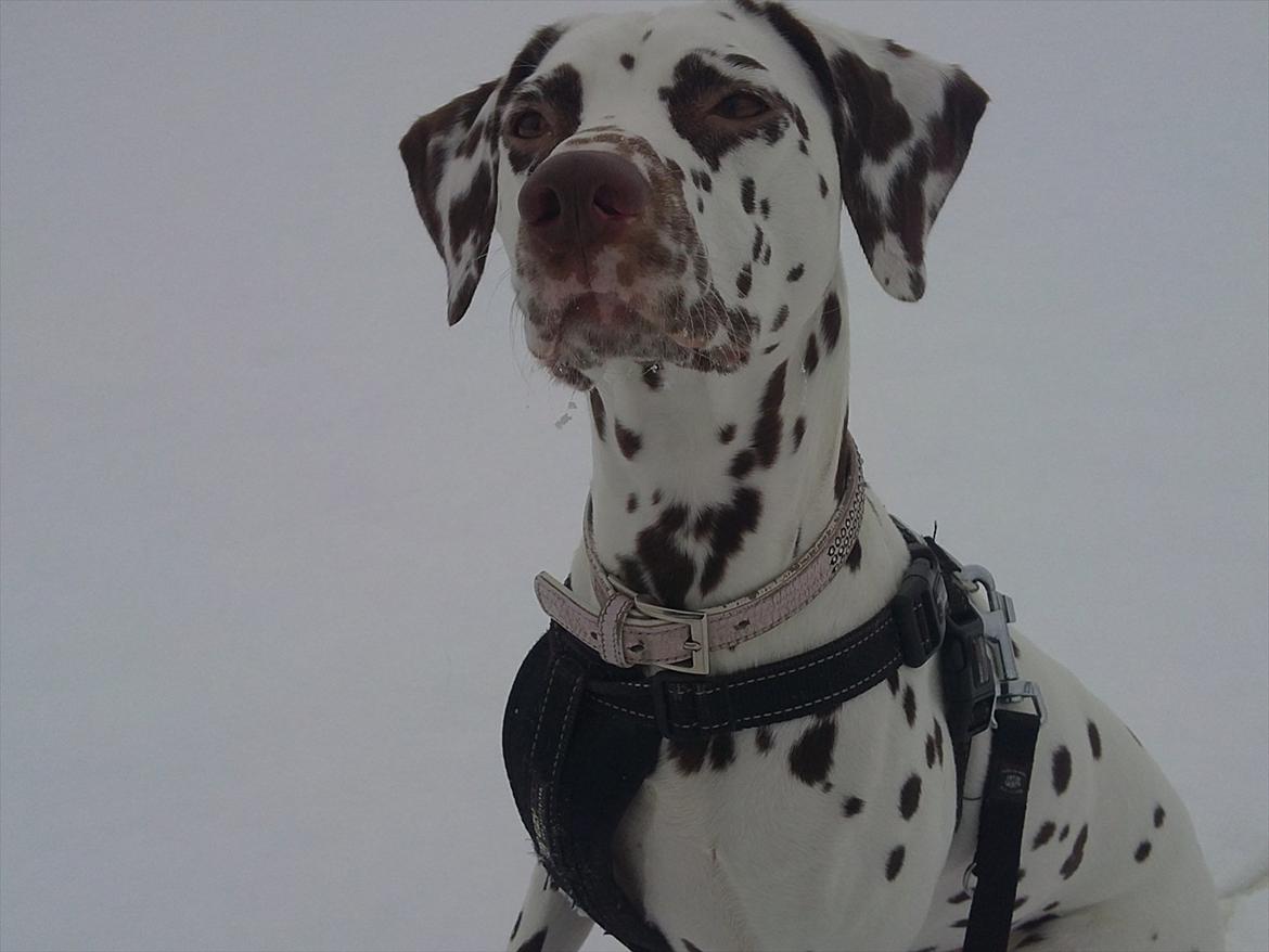 Dalmatiner Inky gipsys Izzy - izzy i sne. ;) billede 1