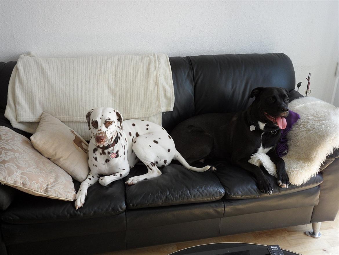 Dalmatiner Inky gipsys Izzy - Izzy hygger med sin veninde.  billede 2