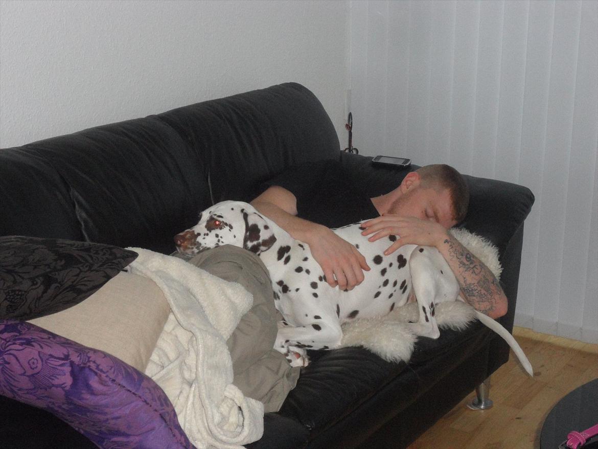 Dalmatiner Inky gipsys Izzy - Izzy putter med sin far. <3 billede 3