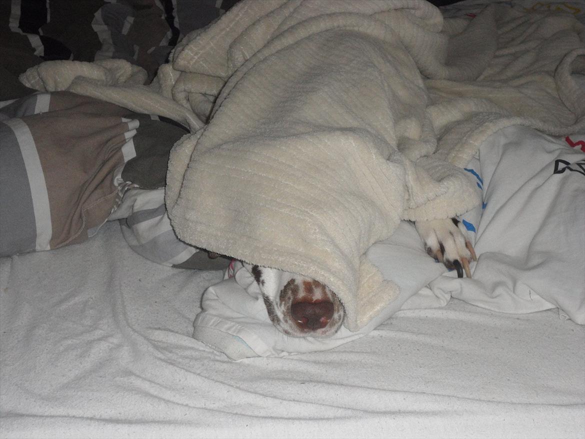 Dalmatiner Inky gipsys Izzy - izzy hygger ;)  billede 4