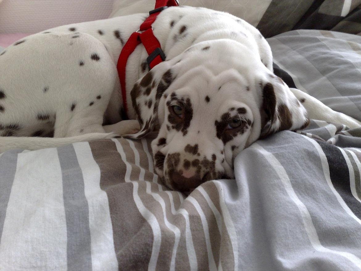 Dalmatiner Inky gipsys Izzy - izzy som hvalp billede 5