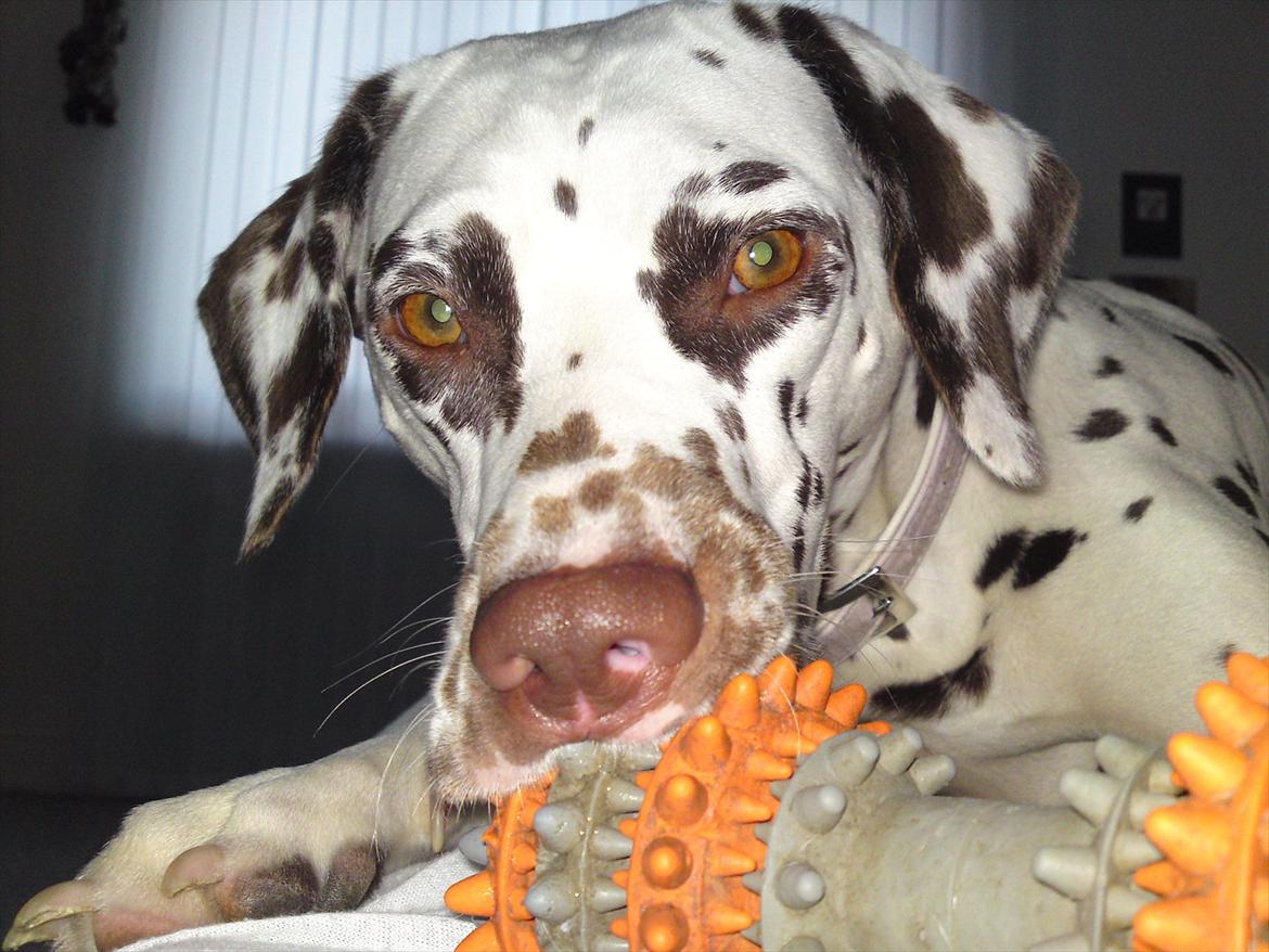 Dalmatiner Inky gipsys Izzy - legetid ;D  billede 6