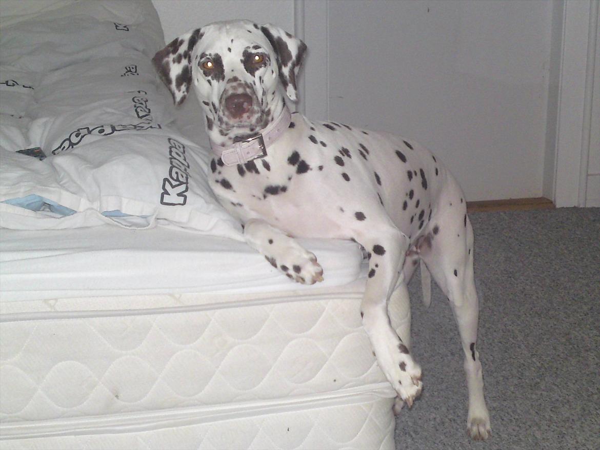 Dalmatiner Inky gipsys Izzy - Tossede hund ;)  billede 7