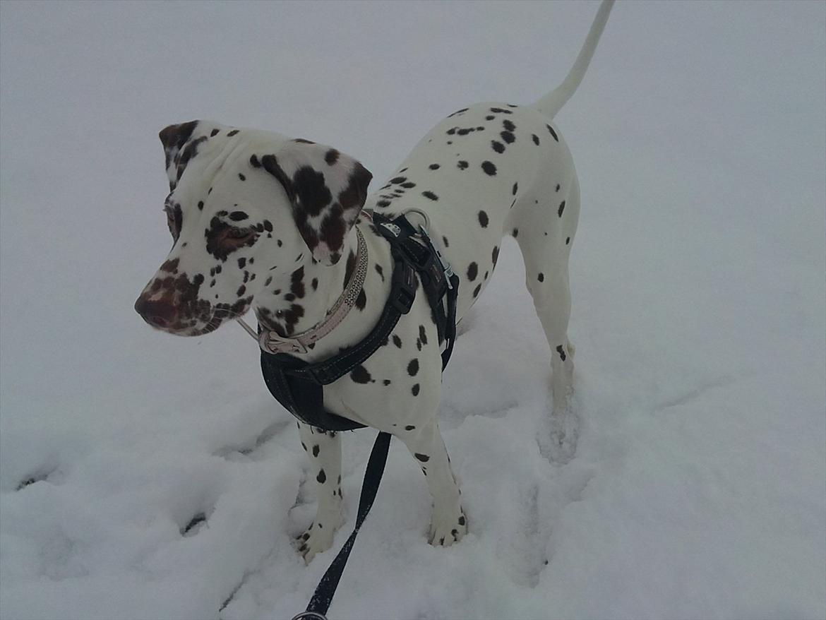 Dalmatiner Inky gipsys Izzy - Izzy i sne ;)  billede 8