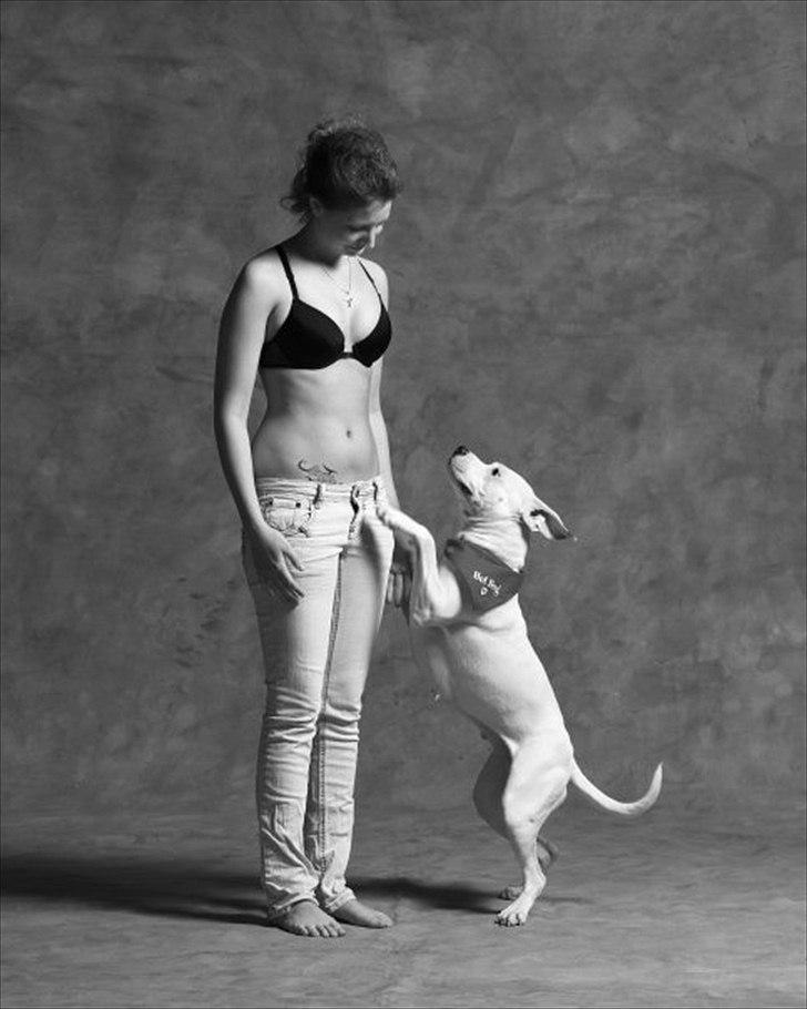 Amerikansk staffordshire terrier Cousy billede 9