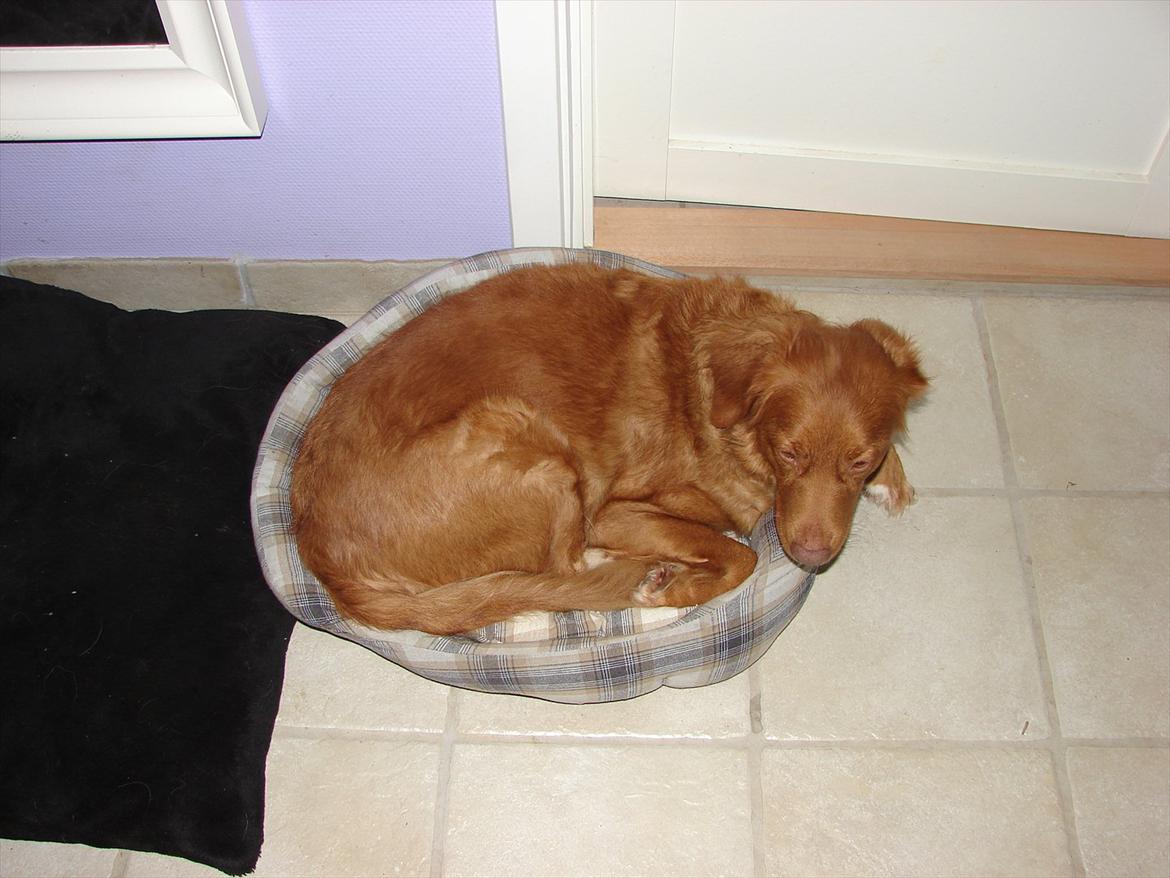 Nova scotia duck tolling retriever Chilli billede 4