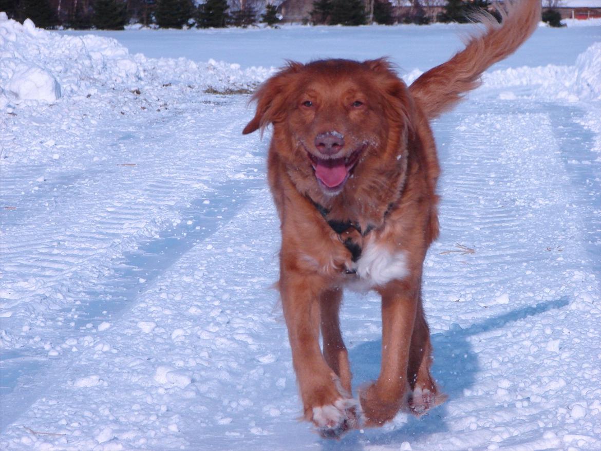 Nova scotia duck tolling retriever Chilli billede 5